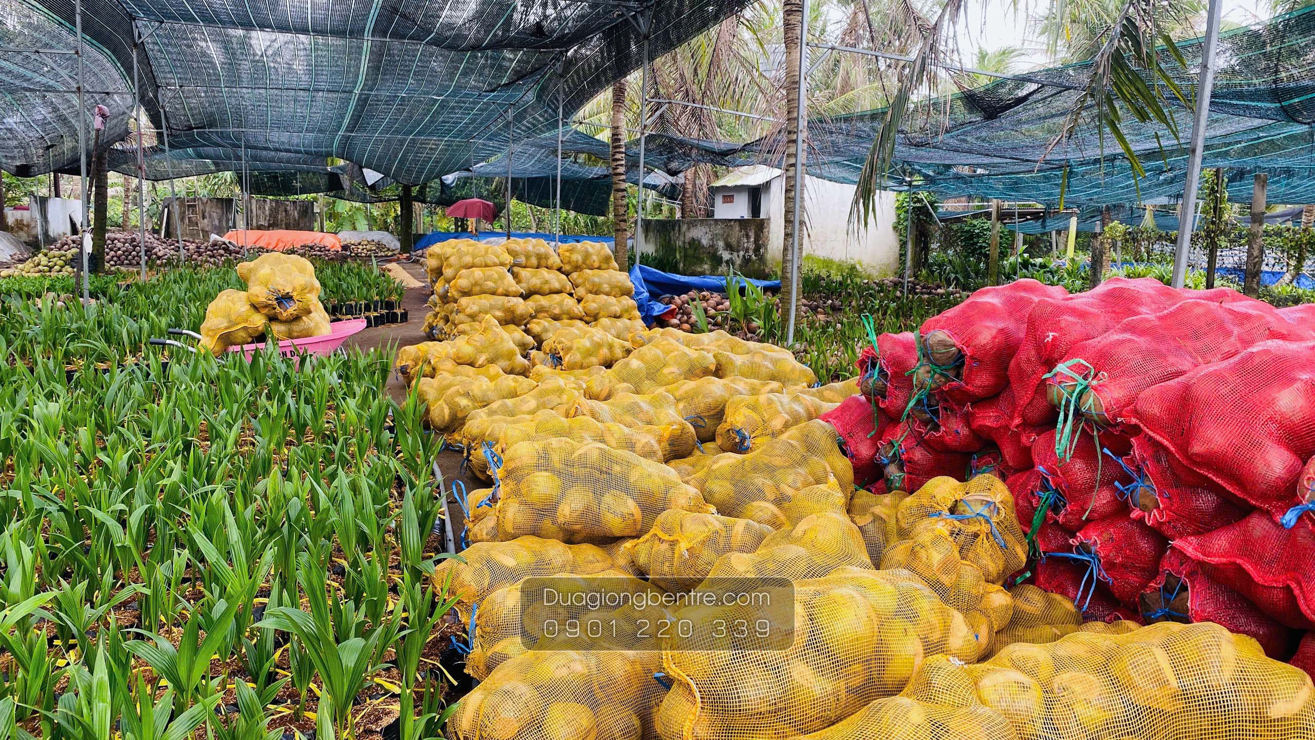 dua giong ben tre